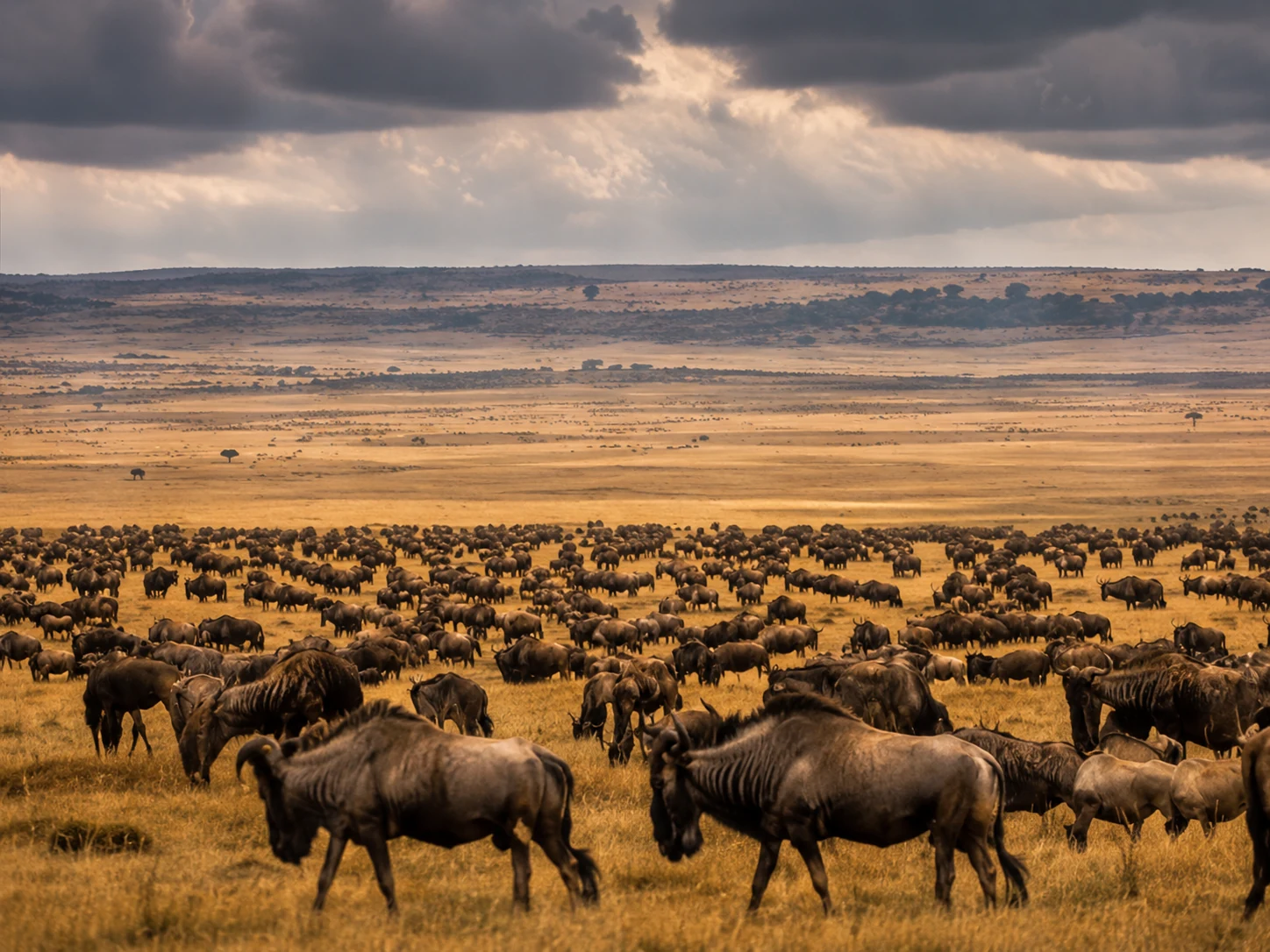 Safari photograph from Tanzania